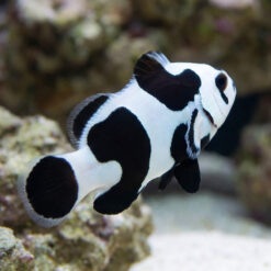 Alternative view of Black Storm Ocellaris Clownfish: Captive Bred
