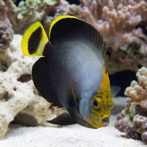 Grey Poma Angelfish - Image 2