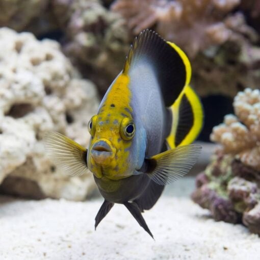 Grey Poma Angelfish - Image 4
