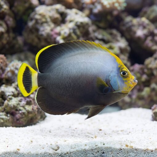 Grey Poma Angelfish - Image 5