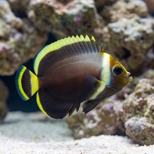 Grey Poma Angelfish - Image 3