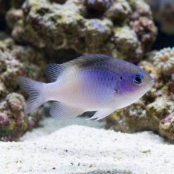 Black Vent Damsel