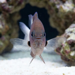 Alternative view of Bicolor Chromis Damsel