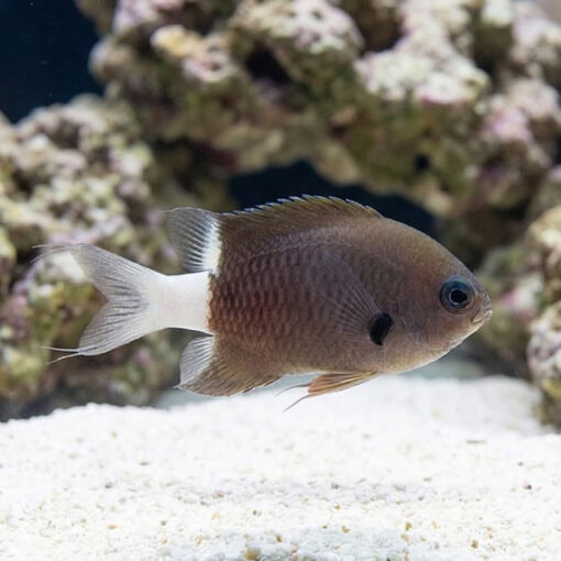 Bicolor Chromis Damsel - Image 3