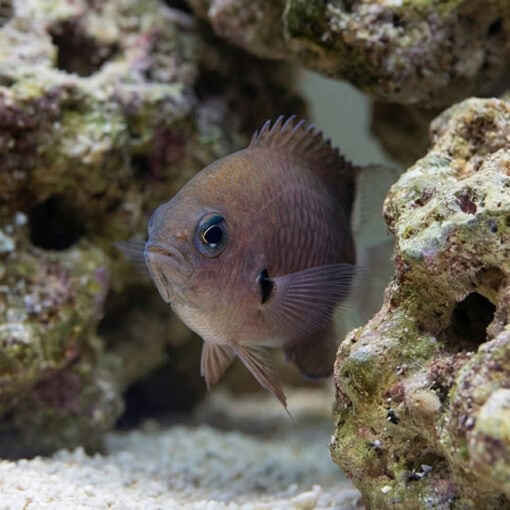 Bicolor Chromis Damsel - Image 4