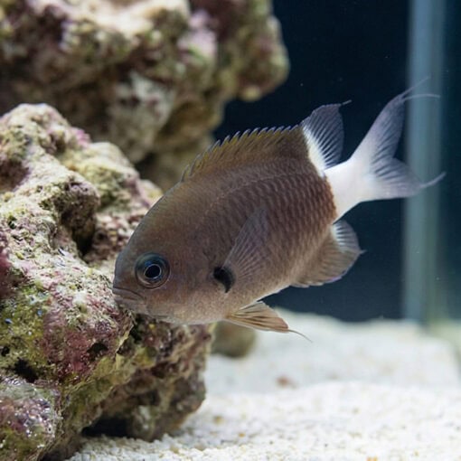 Bicolor Chromis Damsel - Image 5