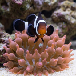 Alternative view of Black and White Ocellaris Clownfish: Captive Bred