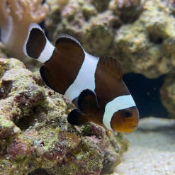 Black & White Ocellaris Clownfish: Captive Bred