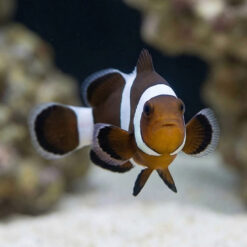 Alternative view of Black & White Ocellaris Clownfish: Captive Bred