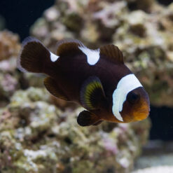 Black & Yellow Saddleback Clownfish