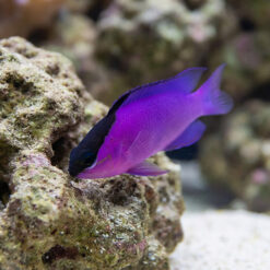 Blackcap Basslet