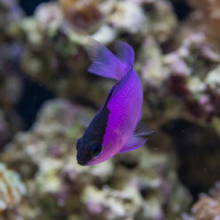 Alternative view of Blackcap Basslet