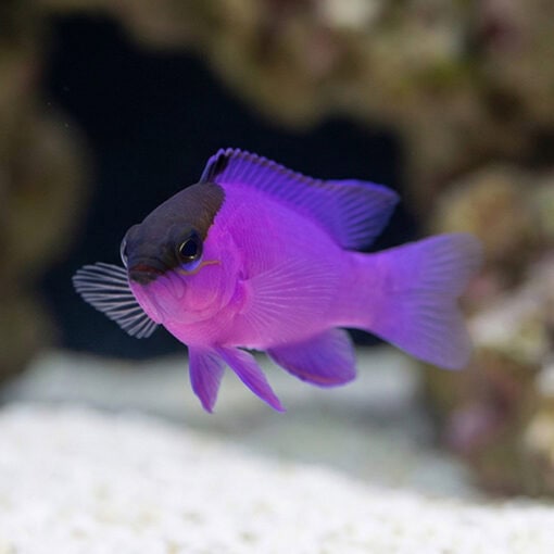 Blackcap Basslet - Image 3