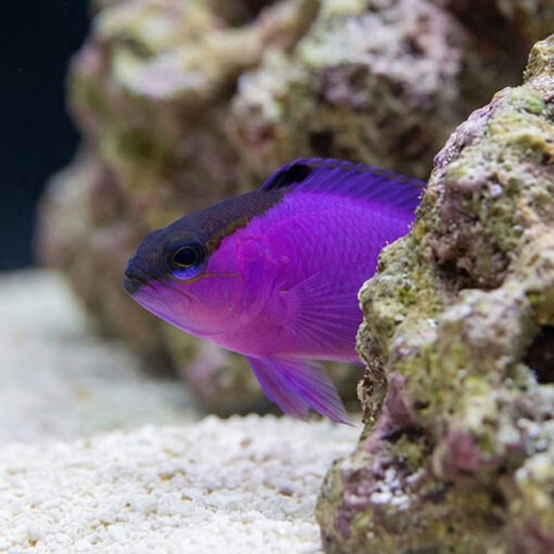 Blackcap Basslet - Image 4
