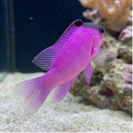 Blackcap Basslet - Image 5