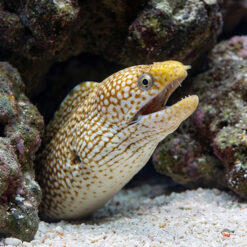 Alternative view of Black Edge Moray
