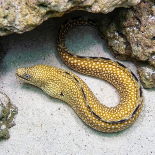 Black Edge Moray - Image 3