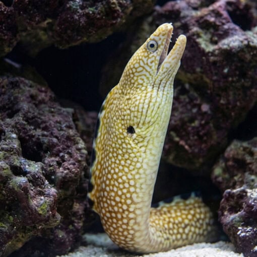 Black Edge Moray - Image 4
