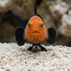 Alternative view of Panda Goby