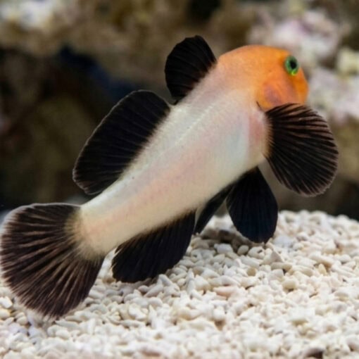 Panda Goby - Image 3