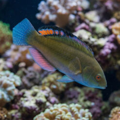 Blackfin Fairy Wrasse