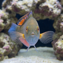 Alternative view of Blackfin Fairy Wrasse