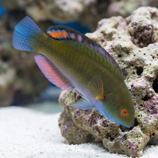 Blackfin Fairy Wrasse - Image 3