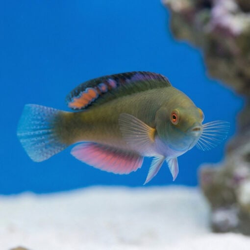 Blackfin Fairy Wrasse - Image 4