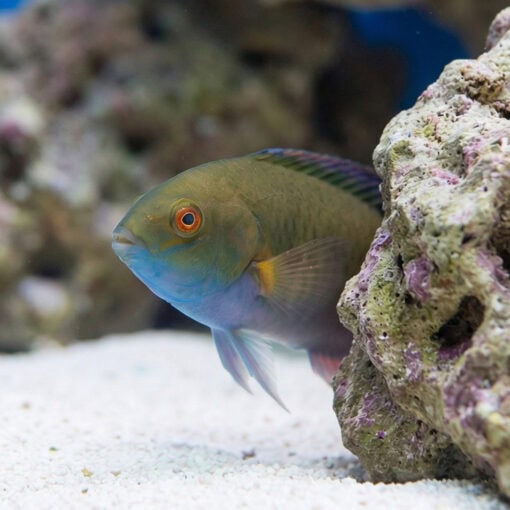 Blackfin Fairy Wrasse - Image 5