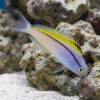 Blackline Blenny