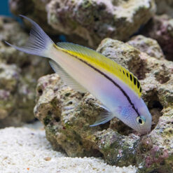 Blackline Blenny