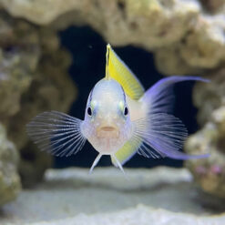 Alternative view of Blackline Blenny