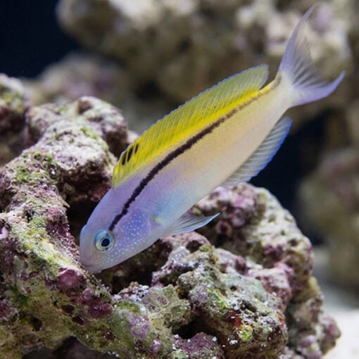 Blackline Blenny - Image 3