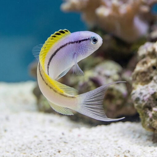 Blackline Blenny - Image 4