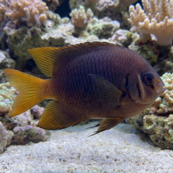 Blackmouth Bicolor Chromis