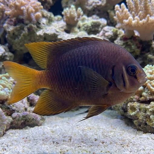 Blackmouth Bicolor Chromis