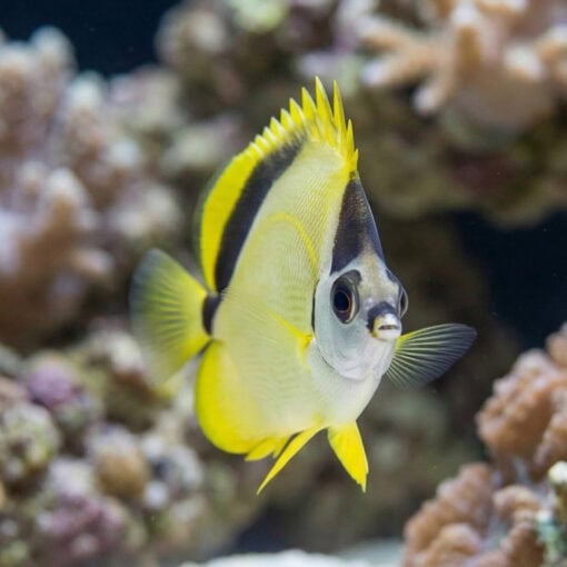 Barberfish Butterfly - Image 2