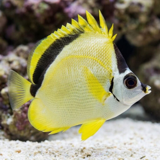 Barberfish Butterfly - Image 3