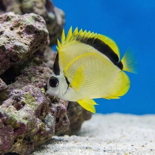 Barberfish Butterfly - Image 4
