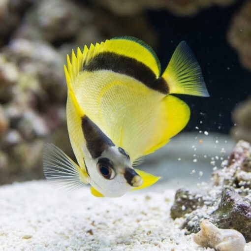 Barberfish Butterfly - Image 5