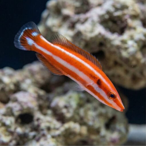 Blackspot Candycane Hogfish