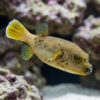 Blackspotted Dogface Puffer