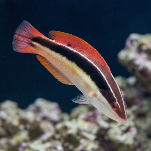 Blackstipe Coris Wrasse