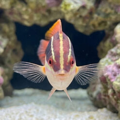 Alternative view of Blackstipe Coris Wrasse