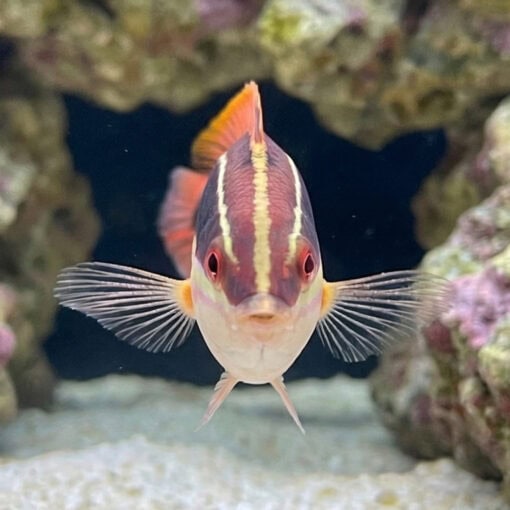 Blackstipe Coris Wrasse - Image 2