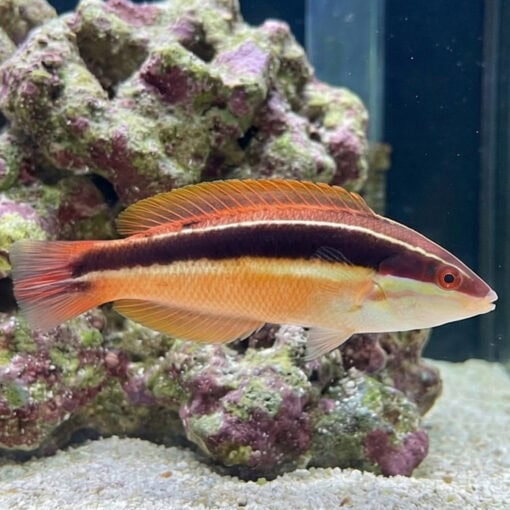 Blackstipe Coris Wrasse - Image 3