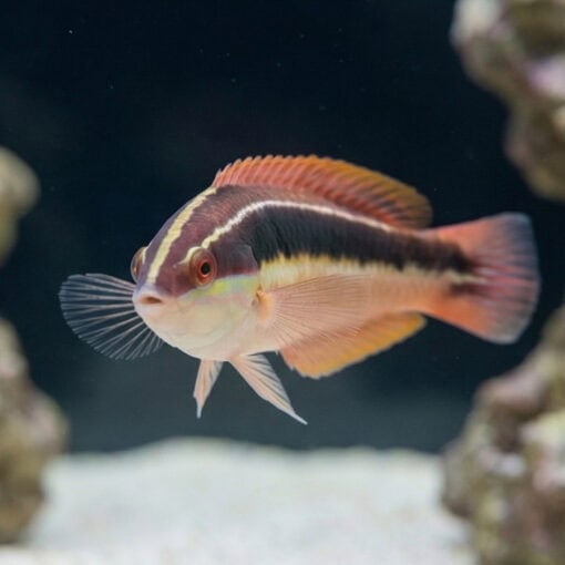 Blackstipe Coris Wrasse - Image 4