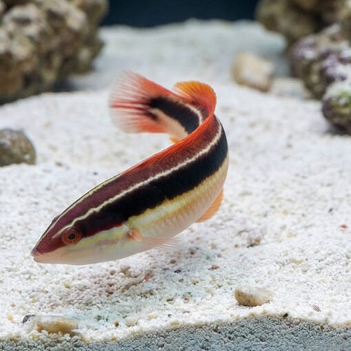 Blackstipe Coris Wrasse - Image 5