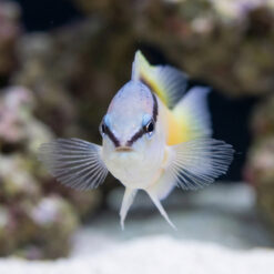 Alternative view of Asian Blackstripe Dottyback