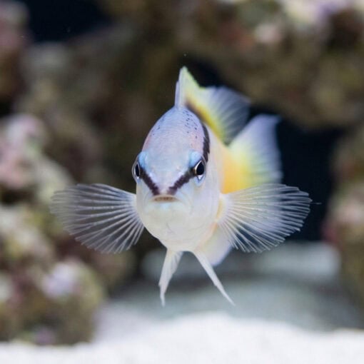 Asian Blackstripe Dottyback - Image 2
